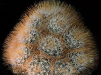 Mammillaria multihamata